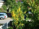 laburnum vossii