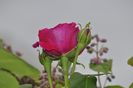 _DSC0024