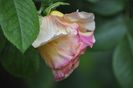 _DSC0067
