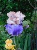 Florentine silk