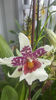 beallara "Big shot hilo sparkle"