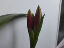 Amaryllis Red Beauty