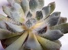 Echeveria Setosa Var. Deminuta