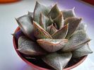 Echeveria purpusorum 'White Form' form 3