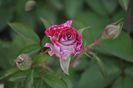 _DSC0004