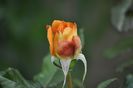_DSC0079