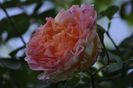 _DSC0210
