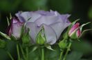 _DSC0235