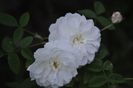 Multumesc floralia