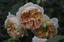 _DSC0253
