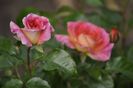 _DSC0266