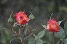 _DSC0269