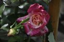 _DSC0192