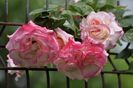 _DSC0445
