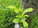 Stellata alba