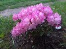 rododendron