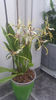 brassia "toscane"
