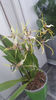 brassia "toscane"