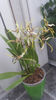 brassia "toscane"