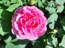 Gertrude Jekyll