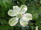 Clematis White Arabella