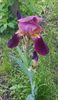 Iris Indian Chief