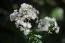 _DSC0046