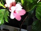 Small butterfly