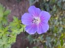Geranium rozanne