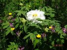 white anthesis