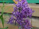 syringa Bloomerang Deep Purple