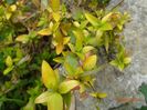 abelia Kaleidoscope
