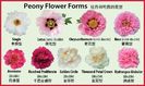 flower-form-chart-final1 (1)