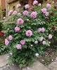 IMG-20210521-WA0006