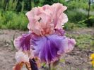 Florentine silk