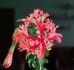 Schizopetalus