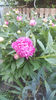 paeonia pink