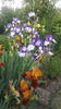 iris germanica mix