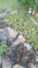 sempervivum mix
