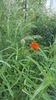 papaver orientale