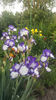 iris germanica mix