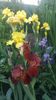 iris germanica mix