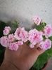 Milfield Rose