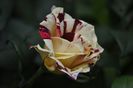 _DSC0040