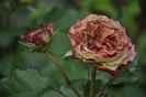 _DSC0075