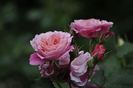 _DSC0078