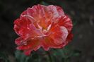_DSC0093