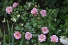 Multumesc floralia