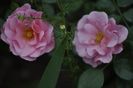 _DSC0100
