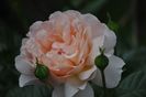 _DSC0119